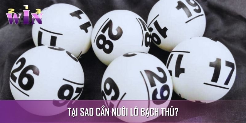 Lý do cần nuôi lô bạch thủ trong vài ngày liên tiếp Lý do cần nuôi lô bạch thủ trong vài ngày liên tiếp